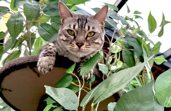 Cadeau voor een kattenliefhebber: dit zijn de leukste ideeën